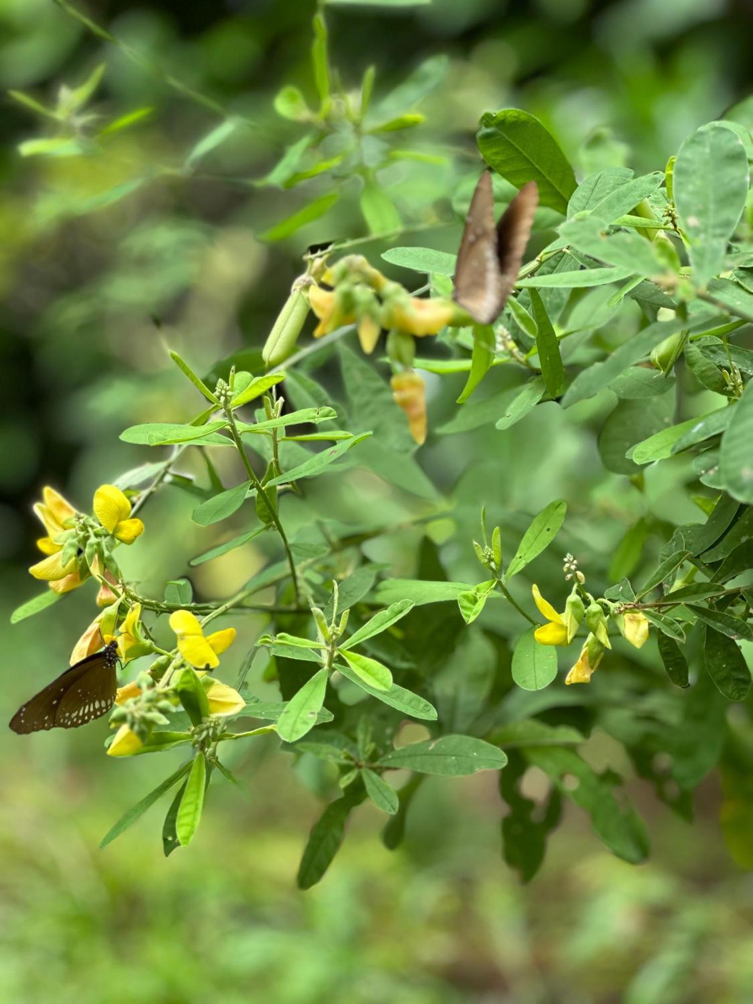 Sigiri Hibiscus Villa Sigiriya Eksteriør bilde