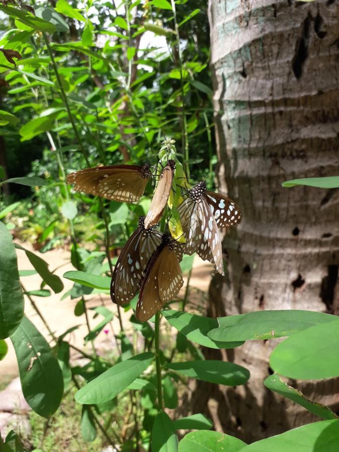 Sigiri Hibiscus Villa Sigiriya Eksteriør bilde