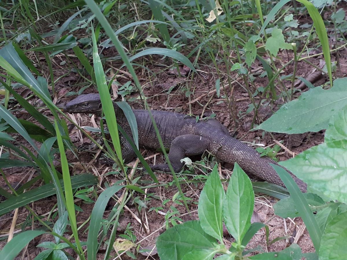 Sigiri Hibiscus Villa Sigiriya Eksteriør bilde